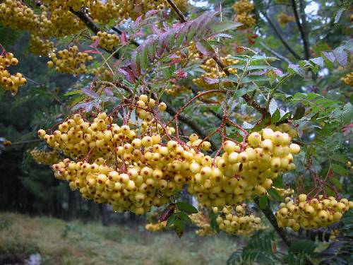 Sorbus 'Joseph Rock'